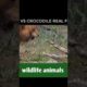 animal fight video36❤️#shorts #short #wildlifeanimal#animal #wildlife #viral #tanding #animals