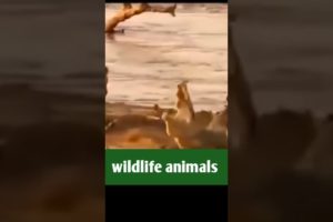 animal fight video37❤️#shorts #short #wildlifeanimal#animal #wildlife #viral #tanding #animals