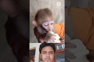 animal help vedio monkey #shorts #youtubeshorts