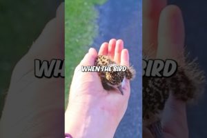 baby bird fell into a drain and reunited with its mother ❤️