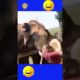 best fails of the week ! funny animals viral! #funny #lol #fails #viral