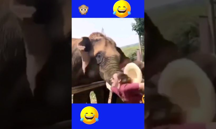best fails of the week ! funny animals viral! #funny #lol #fails #viral