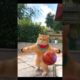 cat is playing basketball #shorts #animals #cat #animalshorts