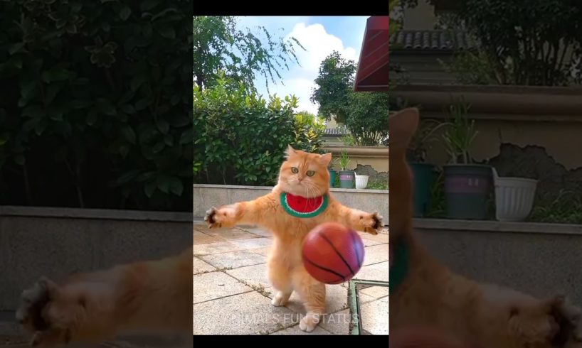cat is playing basketball #shorts #animals #cat #animalshorts