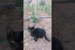 cat playing 😻Subscribe 🐈