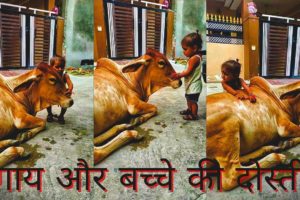 cow adopt human baby ❤️ true love🙏 please help street dogs and animals 🙏