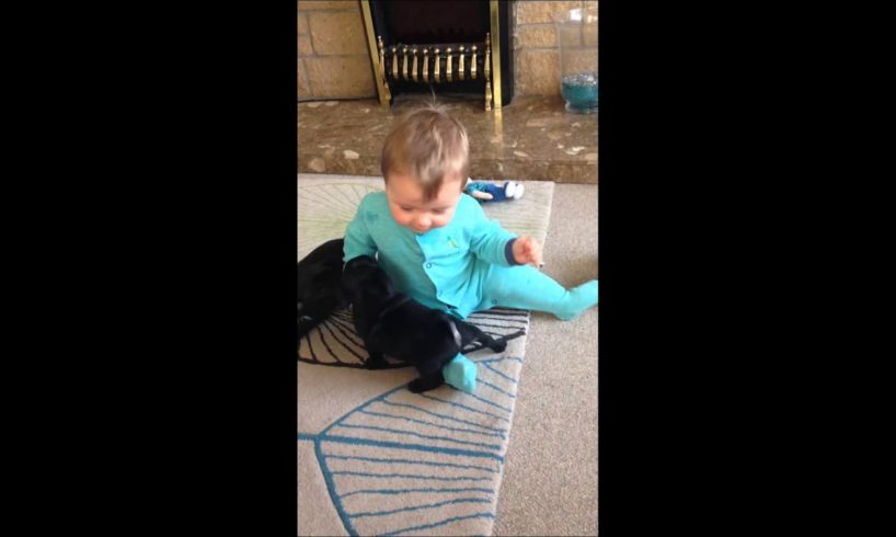 cute Baby laughing at pug puppies