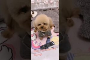 cute baby dog | cute puppies♥️♥️ #pets #puppy #dogs #ytshorts