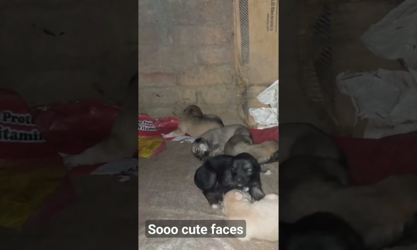 #cute faces #cute puppies #nyt time #nature #trendingshorts #viralvideo #beautiful #viral