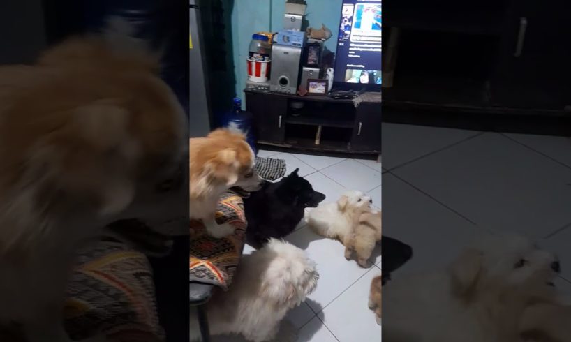 cute puppies & adult dogs play together. #shorts #dog #puppy #doglover #play #cute #pleasesubscribe