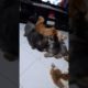 cute puppies &adult dogs playing together #shorts #dog #puppy #doglover #play #cute #pleasesubscribe