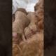 cute #puppies #dogs of YT #Viral #poodle #toypoodle
