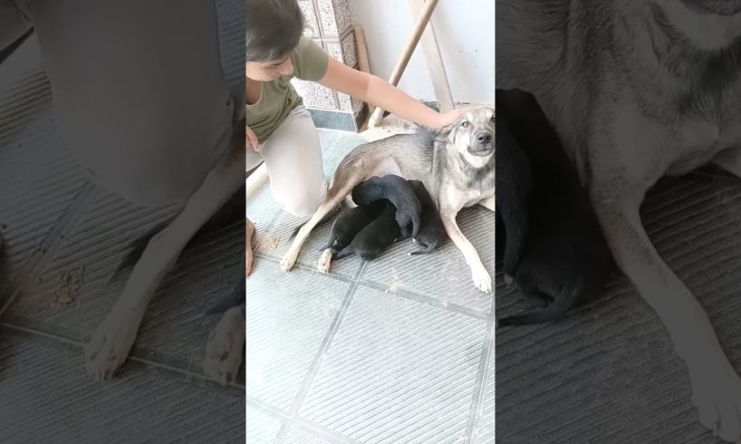 cute puppies #funny #viralreels #comedyfilms #comedy #funnyreel #comedymovies #monkey