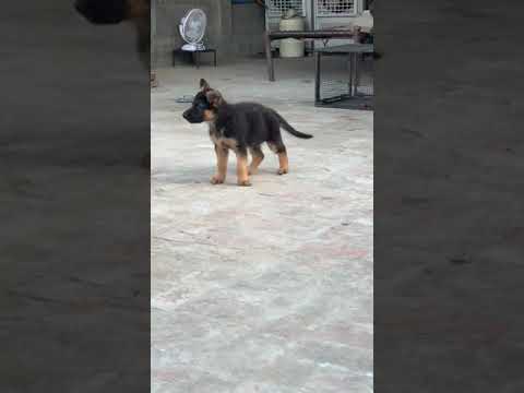 cute puppies #like #subscribe #dog lovers #cute #share