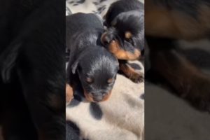 cute puppies loud sound Rottwellier 😍|#pets #doglover#youtube shorts