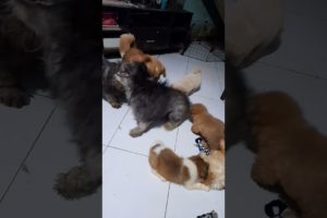 cute puppies love to join adult dogs playing. #shorts #dog #puppy #play #cute #fun #pleasesubscribe