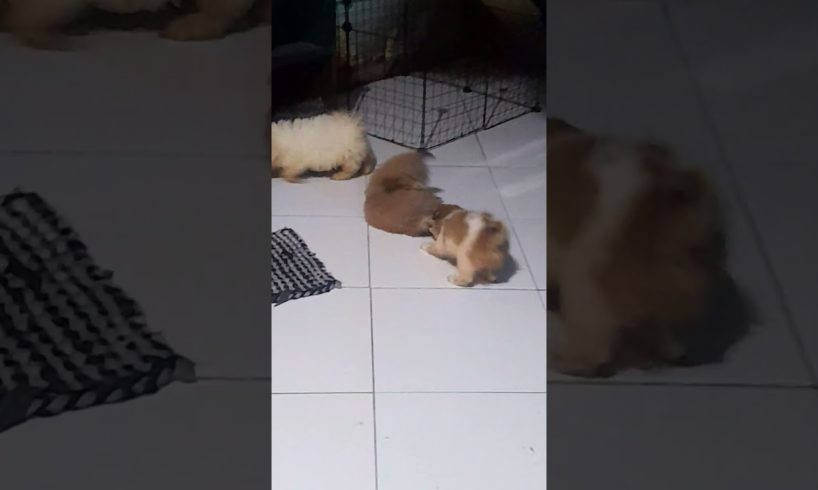 cute puppies love to play & cuddle. #shorts #puppy #play #cute #love #dog #doglover #pleasesubscribe