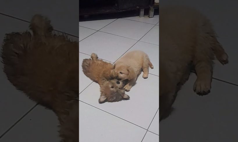 cute puppies love to play. #shorts #puppy #play #cute #love #dog #doglover #short #pleasesubscribe