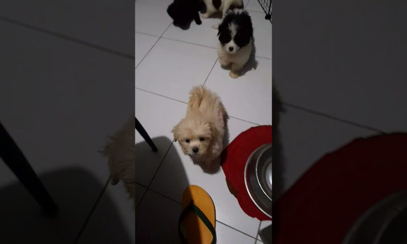 cute puppies playing & i call them all. #shorts #puppy #doglover #cute #dog #play #pleasesubscribe