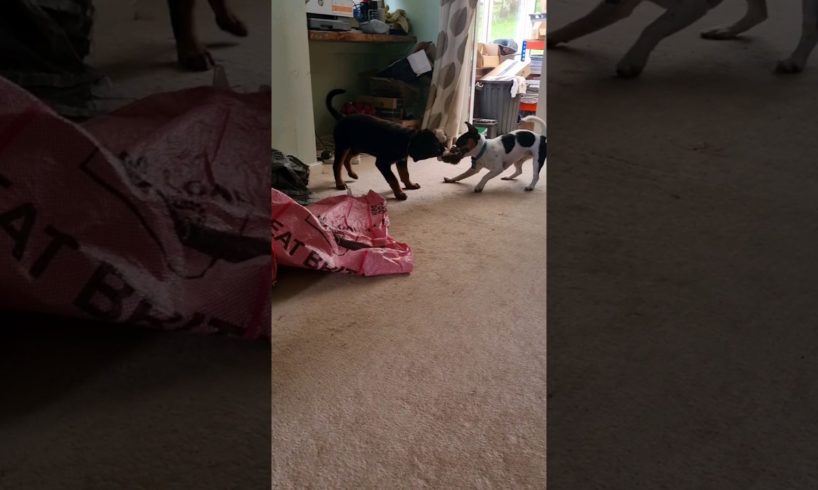 cute puppies playing #dog #dogs #puppy #puppies #pet #pets #cute #happy #funny #funnyvideo #sweet