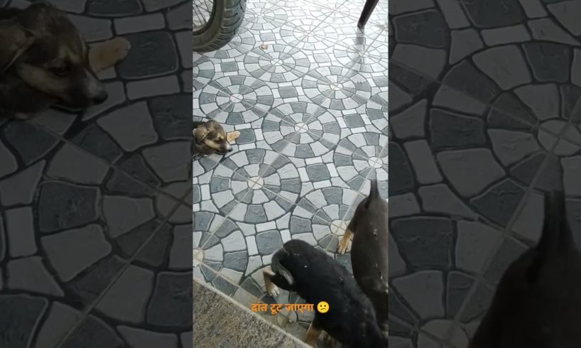 cute puppies pulling # little black puppies