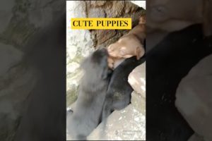 cute puppies #style  #puppies  #lovers  #star #love