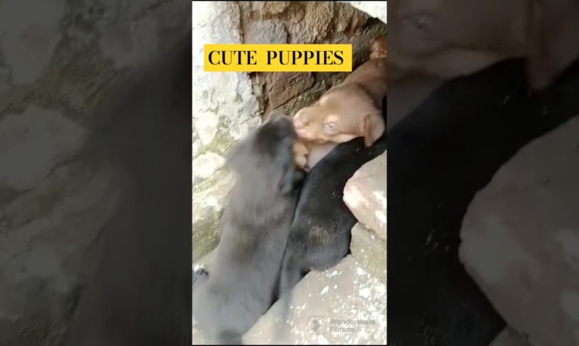 cute puppies #style  #puppies  #lovers  #star #love