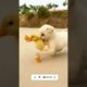 cute puppies videos download for WhatsApp status #cutedogg #dogshorts #babyanimals #cutebaby #duc