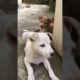 cute puppies waiting for a family, free adoption #kermalatalks #dog #puppies #subscribetomychannel