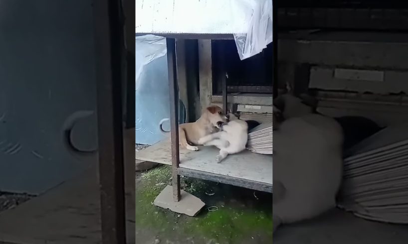 cute puppies#shorts#ranjitkhapane9720