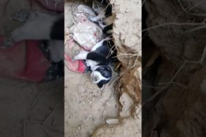 cute puppies#trending #viral #love #dog #trendingshorts #cute