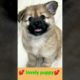 💕 cute puppy masti#क्यूट puppy#4Mviral#shorts