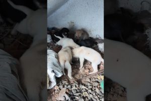 cute stray dog puppies #cute puppies