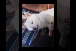 cutest puppies #doglover cute dog video 2023 short