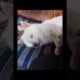 cutest puppies #doglover cute dog video 2023 short