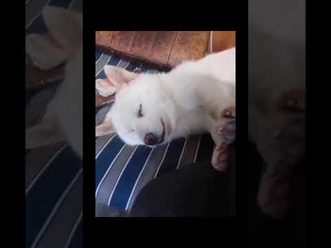 cutest puppies #doglover cute dog video 2023 short