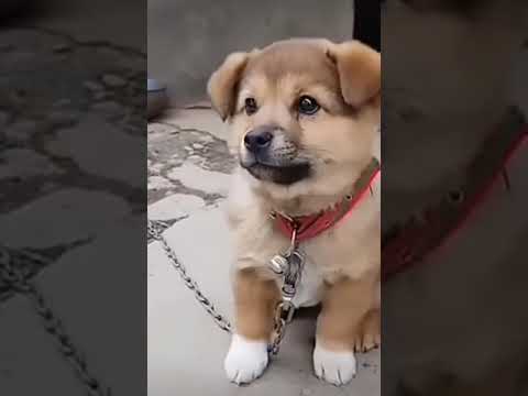 cutest puppy dogy barking🐕😍❤ #happy #puppy #dog #trending #shorts #viral #short #shortvideo
