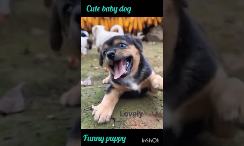 #cutest puppy funny vedio#baby dog vedio#beautiful baby dog.#shorts