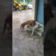 dog fights op video