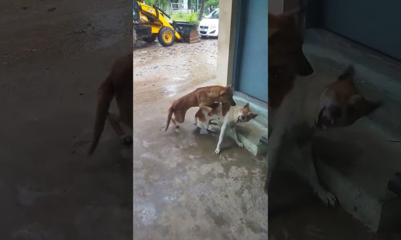 dog fights op video
