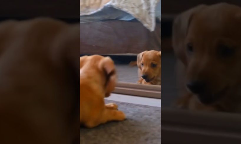 dog funny mirror videos/playing dog mirror #funnyshorts #youtubeshorts #animals #