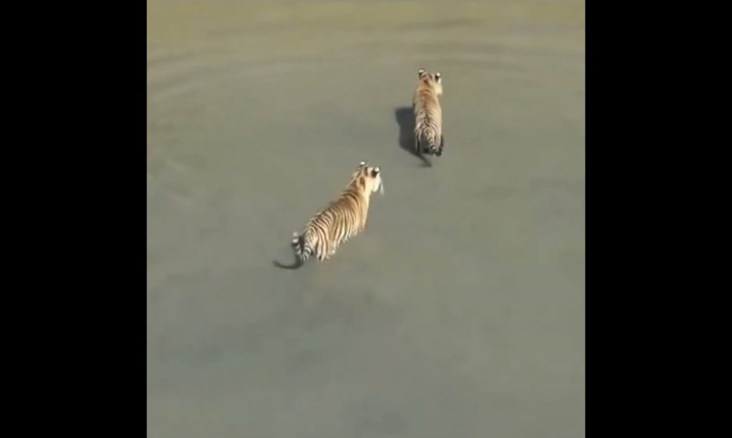 duck playing with tigers | #shorts #facts #animals