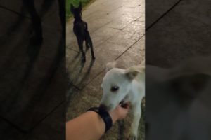 hello cute puppies #pet #dog #cute #cutepet #cuteanimals