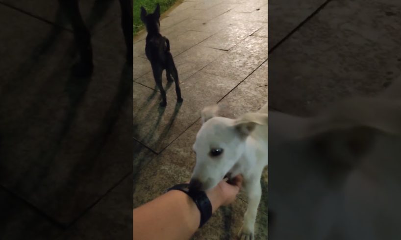 hello cute puppies #pet #dog #cute #cutepet #cuteanimals
