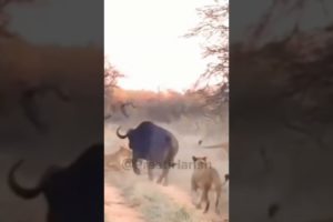 lion Vs baffalo||Buffalo alone chases and fights all the Lions|lions attack baffalo#shorts