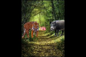 lion tiger lion vs tiger lion versus tiger animals fight part 2 godzilla lion and tiger#shorts#viral