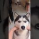 #play with husky , a small face becomes a big face #Cutest Animals Ever