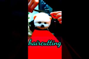 pomarenian dog haircuts||pomeranian dog haircuts in salon||pomeranian puppies