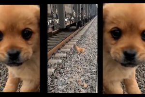 "A Heroic Act: Rescuing a Puppy on the Train Tracks"