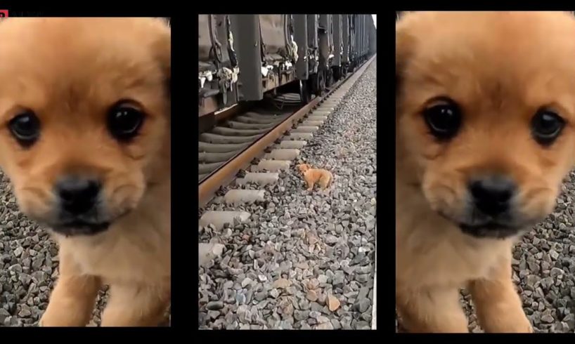 "A Heroic Act: Rescuing a Puppy on the Train Tracks"